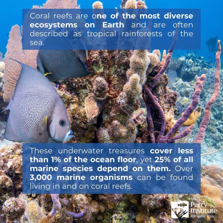 Coral Reefs: Underwater Biodiversity Hotspots