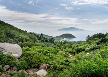 The Crucial Role of Mangroves in Marine Ecosystems
