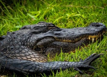 Crafting Compelling Arguments: Maximizing Debate Impact