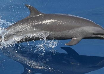 Dolphin vs. Porpoise: Clearing the Confusion