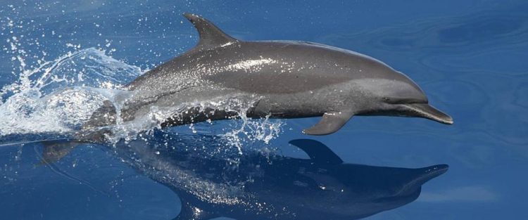 Dolphin vs. Porpoise: Clearing the Confusion