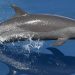 Dolphin vs. Porpoise: Clearing the Confusion