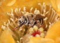 Bumblebees and Honeybees: Essential Ecosystem Contributors
