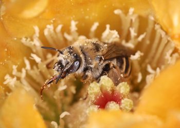 Bumblebees and Honeybees: Essential Ecosystem Contributors