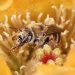 Bumblebees and Honeybees: Essential Ecosystem Contributors