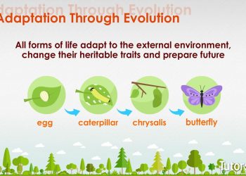 Exploring the Characteristics of Living and Non-Living Entities