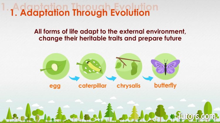 Exploring the Characteristics of Living and Non-Living Entities