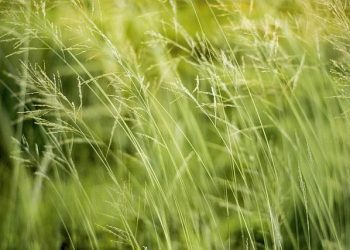 Revolutionizing Sustainability with Organic Materials