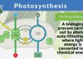 The Fundamental Process of Photosynthesis in Plants