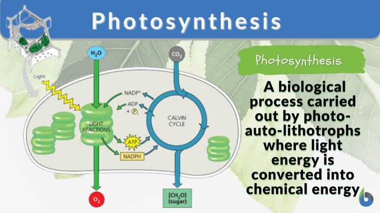 The Fundamental Process of Photosynthesis in Plants