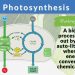 The Fundamental Process of Photosynthesis in Plants